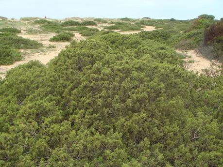 Paraje Natural Punta Entinas-Sabinar (Crítica)