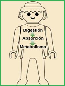 Fascinantes dieta del metabolismo 13 dias tácticas