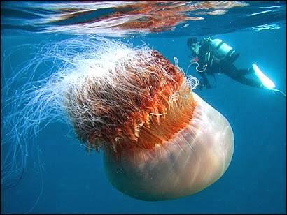 LA MEDUSA MELENA DE LEÓN,LA MÁS GRANDE DEL MUNDO