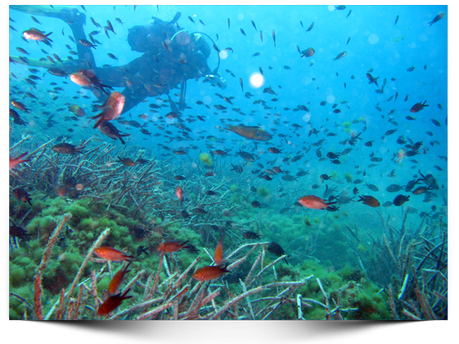 Columbretes Netes Columbretes Netes