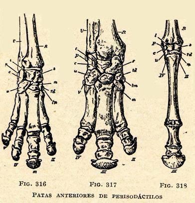 ZOOBOOKS: Antepasados de los rinocerontes