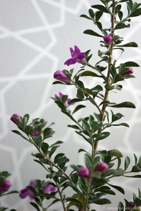 Quedamos en un rincón árabe Plantita en la sala | Casa Haus