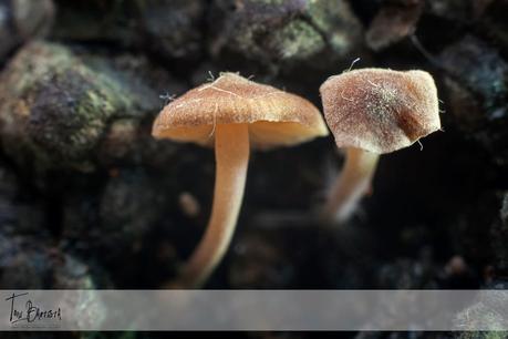 Haciendo macros Haciendo macros