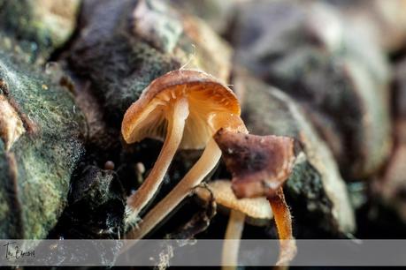 Haciendo macros Haciendo macros