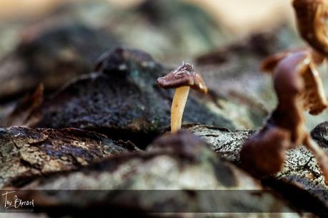 Haciendo macros Haciendo macros