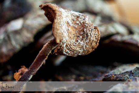 Haciendo macros Haciendo macros