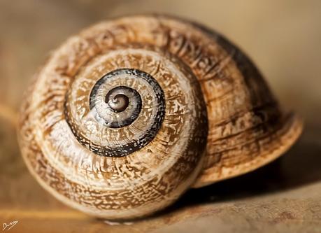 Enfocando digitalmente con Phoshop: Máscara de enfoque. Enfocando digitalmente con Phoshop: Máscara de enfoque.