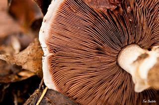 Una de macros Una de macros