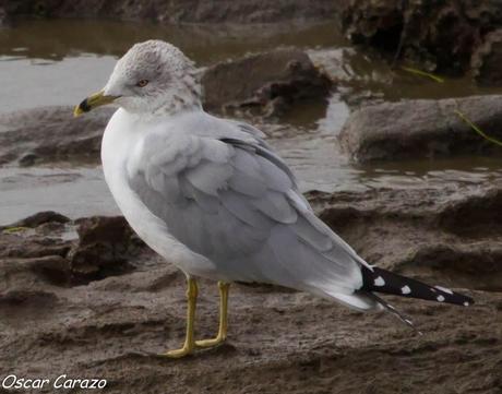 LARUS DELAWERENSIS LARUS DELAWERENSIS