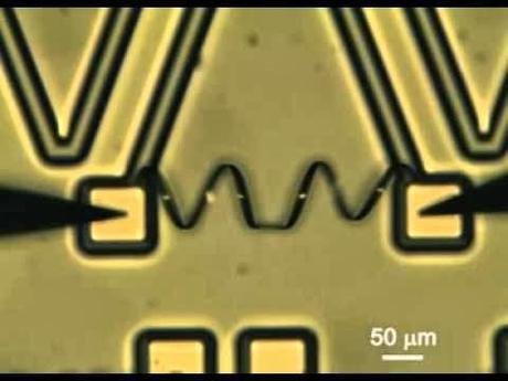 MÚSCULOS ARTIFICIALES DE NANOTUBOS DE CARBONO,GRAFENO,DIÓXIDO DE VANADIO Y POLIMEROS