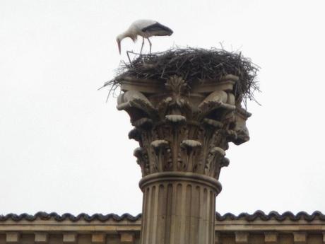 Nido de cigüeña en la columna trajana de León Nido de cigüeña en la columna trajana de León