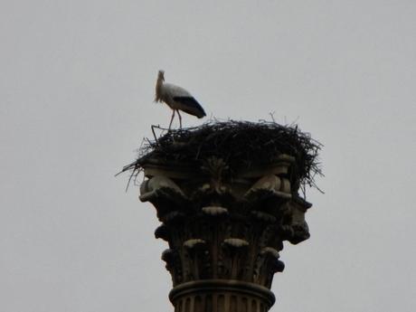 Nido de cigüeña en la columna trajana de León Nido de cigüeña en la columna trajana de León
