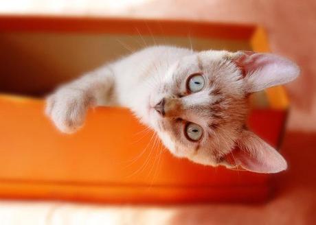 Pescando cosas Pescando cosas