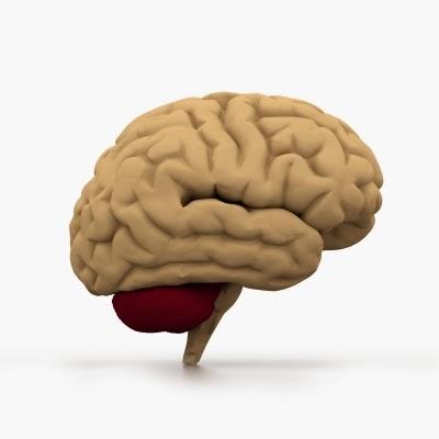 Gimnasia para el cerebro Gimnasia para el cerebro