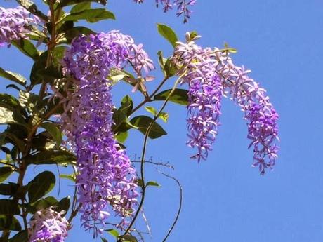 volubilis Petrea volubilis Petrea