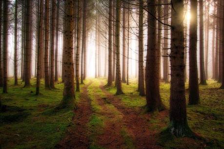 ¿La blogosfera nos deja ver el bosque? Un resumen