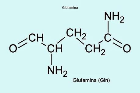 La glutamina, ¿un suplemento?