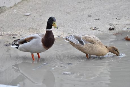 Our experience in Versailles Our experience in Versailles