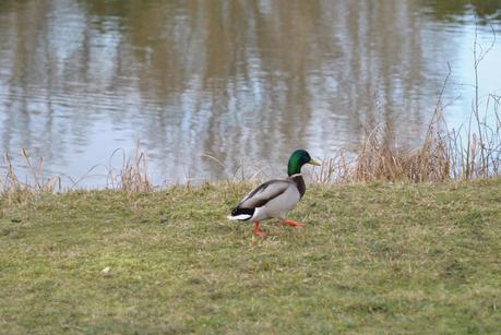 Our experience in Versailles Our experience in Versailles