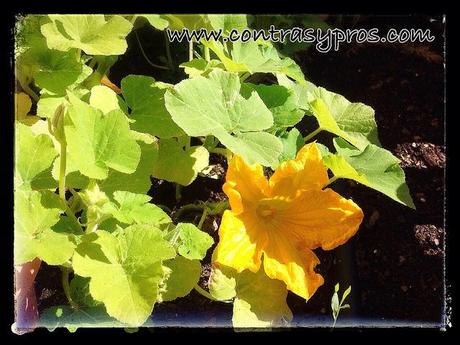 … de recoger lo sembrado Flor de calabaza