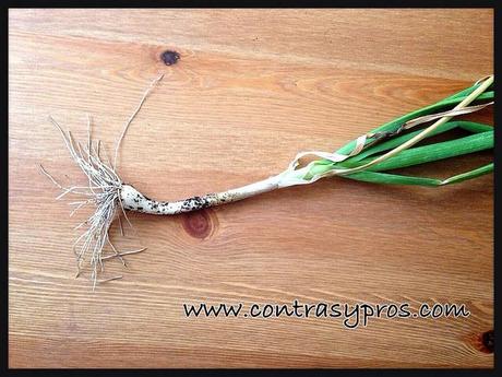 … de recoger lo sembrado Ajete