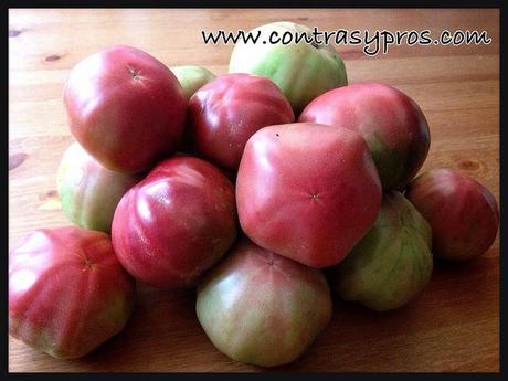 … de recoger lo sembrado Tomates