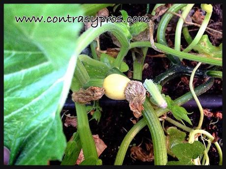 … de recoger lo sembrado Bulbo de calabaza