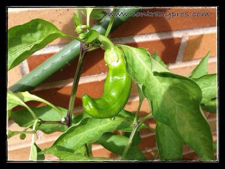 … de recoger lo sembrado Pimientos