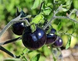 Tomates Negros