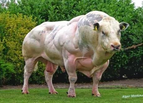 'AZUL BELGA',LAS VACAS MÁS MUSCULOSAS DEL MUNDO