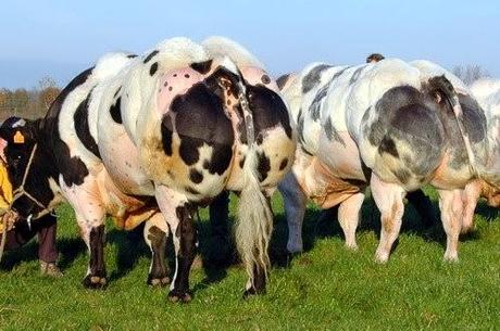 'AZUL BELGA',LAS VACAS MÁS MUSCULOSAS DEL MUNDO