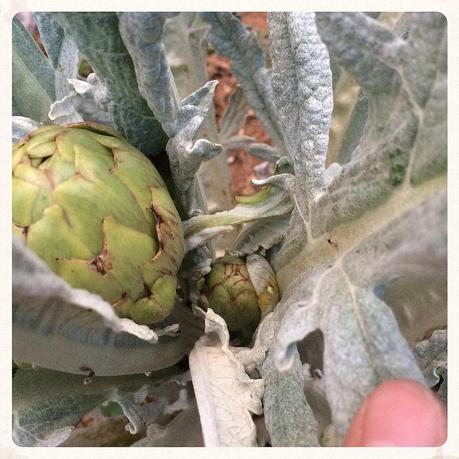 Alcachofa principal y una segunda más pequeña por debajo