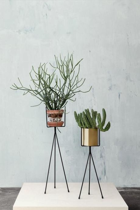 My last obsession: Plants My last obsession: Plants