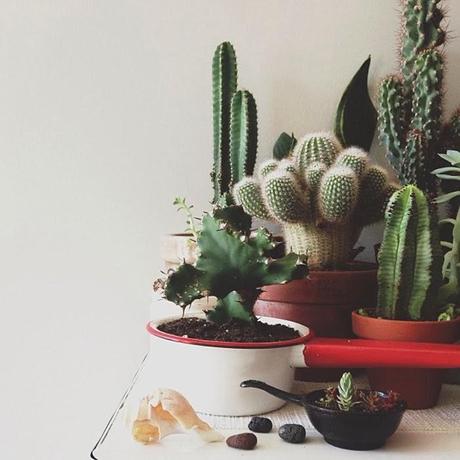 My last obsession: Plants My last obsession: Plants