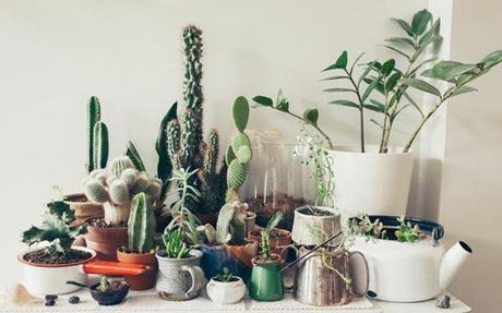 My last obsession: Plants