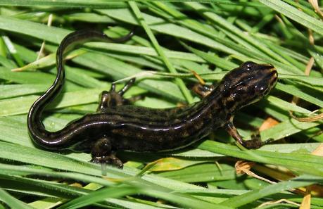 Es tiempo de freza Es tiempo de freza