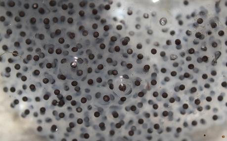 Es tiempo de freza Es tiempo de freza