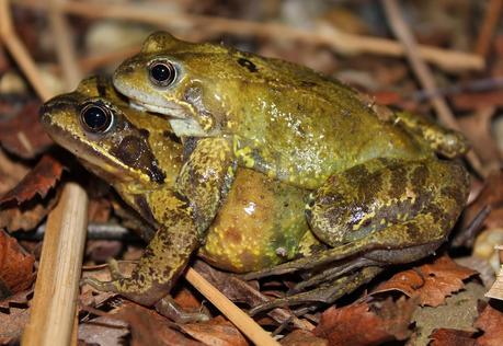 Es tiempo de freza Es tiempo de freza