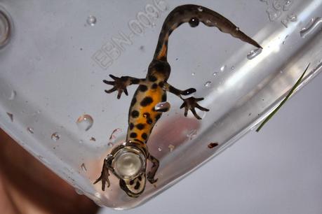 Es tiempo de freza Es tiempo de freza