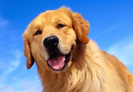 ¿PORQUE LOS PERROS SON MAS FELICES QUE LOS HUMANOS? Reflexión. ¿PORQUE LOS PERROS SON MAS FELICES QUE LOS HUMANOS? Reflexión.