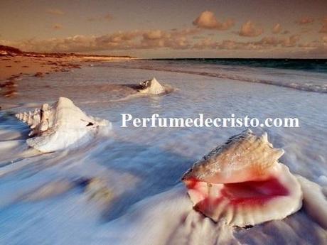 “CUANDO YO ME VAYA”… CARACOLES