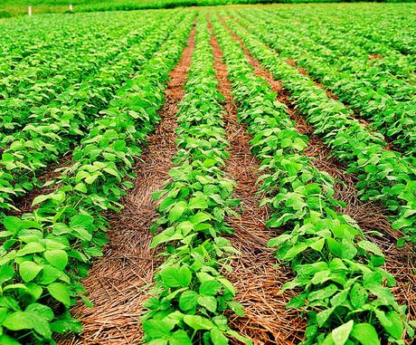 Innovación en Latinoamérica: Biotecnología Aplicada a los Cultivos Innovación en Latinoamérica: Biotecnología Aplicada a los Cultivos