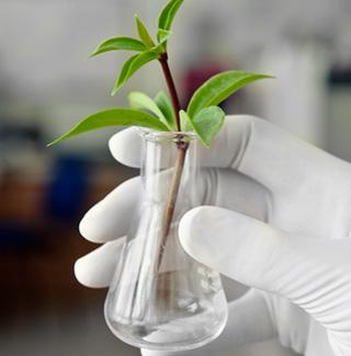 Innovación en Latinoamérica: Biotecnología Aplicada a los Cultivos Innovación en Latinoamérica: Biotecnología Aplicada a los Cultivos