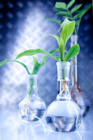 Innovación en Latinoamérica: Biotecnología Aplicada a los Cultivos Innovación en Latinoamérica: Biotecnología Aplicada a los Cultivos