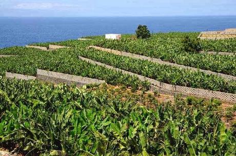 PLATANO DE CANARIAS