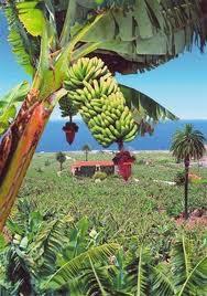 PLATANO DE CANARIAS