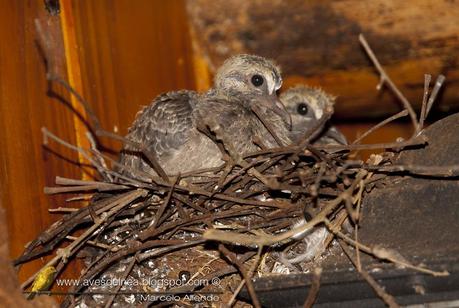 Torcaza común (Eared dove) Zenaida auriculata, Torcaza común (Eared dove) Zenaida auriculata,