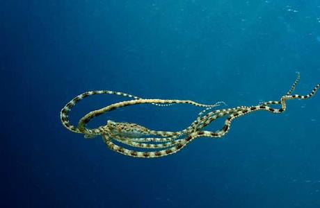 pulpo mimo (Thaumoctopus mimicus) pulpo mimo (Thaumoctopus mimicus)