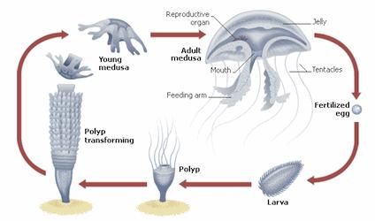 ¿SABÍAS QUE EXISTE UNA MEDUSA INMORTAL?