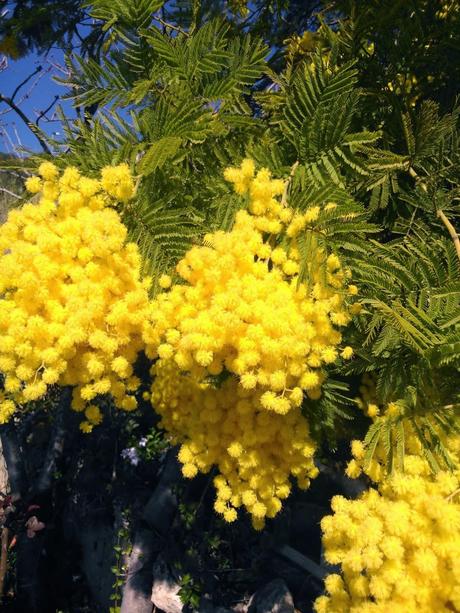 Magdalenas de coco y lemon curd Magdalenas de coco y lemon curd